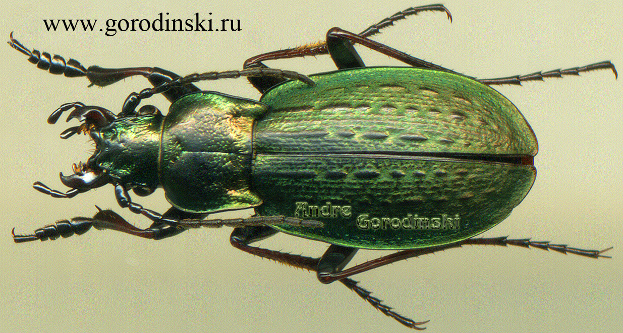http://www.gorodinski.ru/carabus/Rhigocarabus pseudopusio pseudopusio.jpg